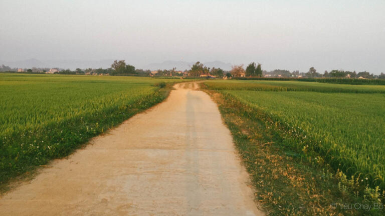 Về quê Quảng Ngãi, chạy bộ ngắm ruộng đồng bị chó phá đám